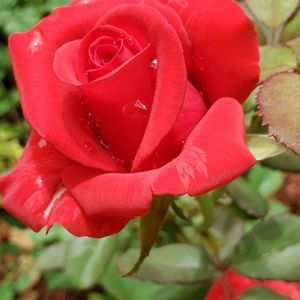 Meet your Posher, San